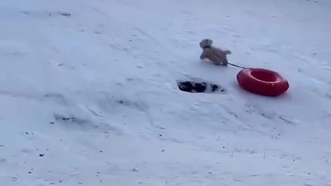 Doggy toboggan