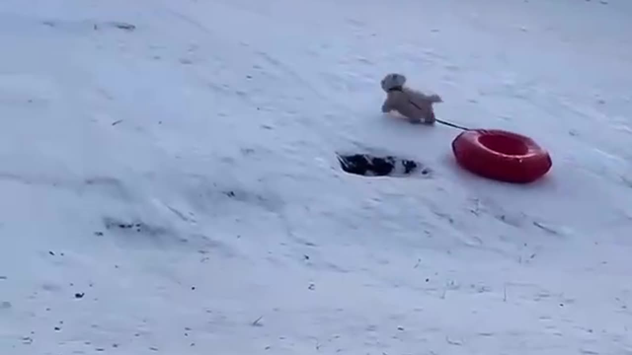 Doggy toboggan