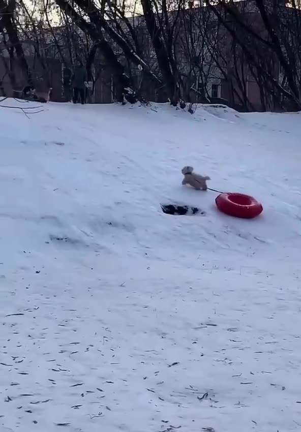 Doggy toboggan