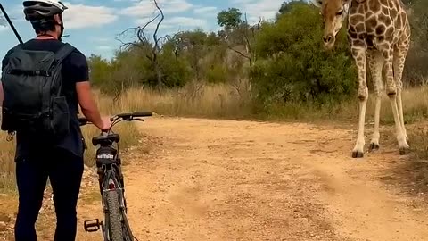 Giraffe chek the cycle 🦒 🚲