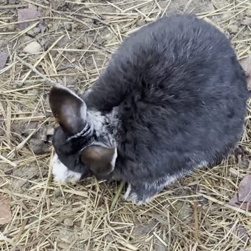 Bunny Nature Soundtrack 🎵 (Real ASMR, No Music)