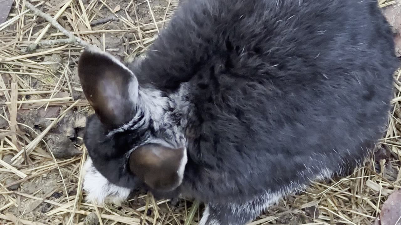 Bunny Nature Soundtrack 🎵 (Real ASMR, No Music)
