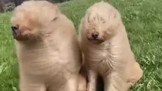 😂🐶 That's nature's free blow-dry service! | FunFM