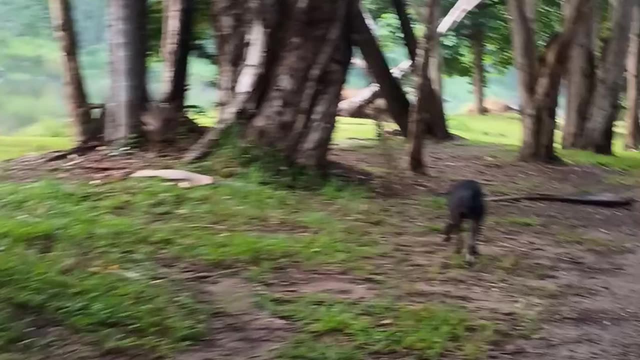 23.12.2025 Morning Stroll