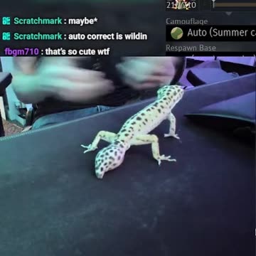 Leopard gecko being adorable