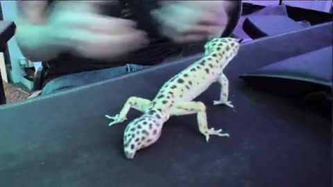 Leopard gecko being adorable