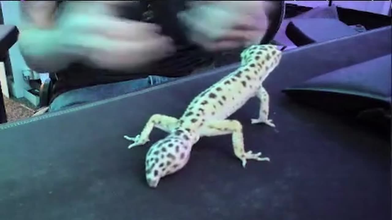Leopard gecko being adorable
