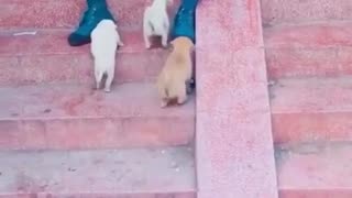 😂🐶 The Cutest Puppy Ever! | FunFM