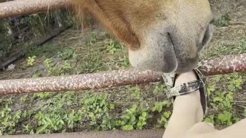 Playful Horse Loves to Steal Shoes!