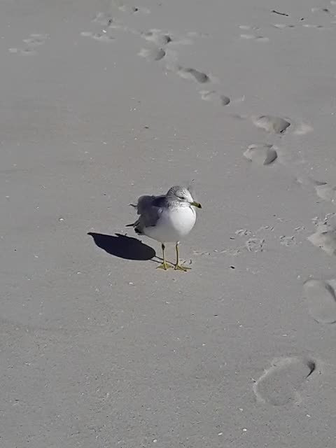 Redneck sees Dinner at the Beach