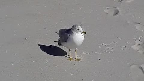 Redneck sees Dinner at the Beach