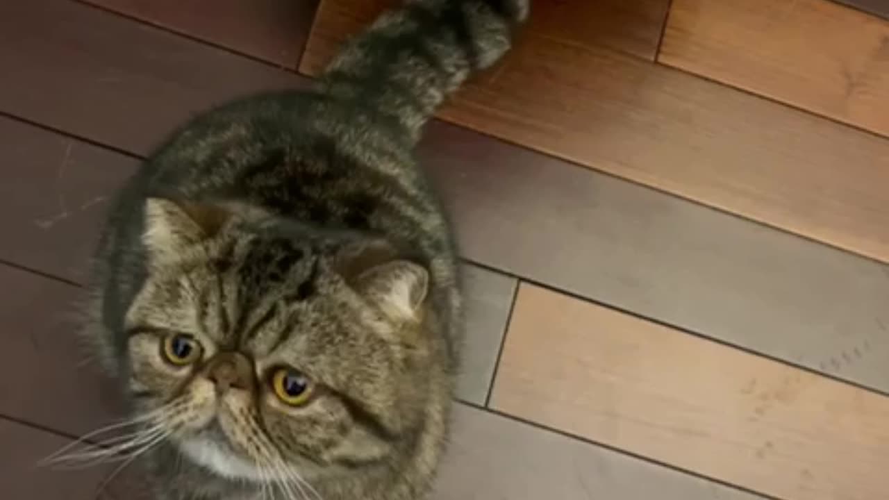 Do you understand CAT What is he asking for
