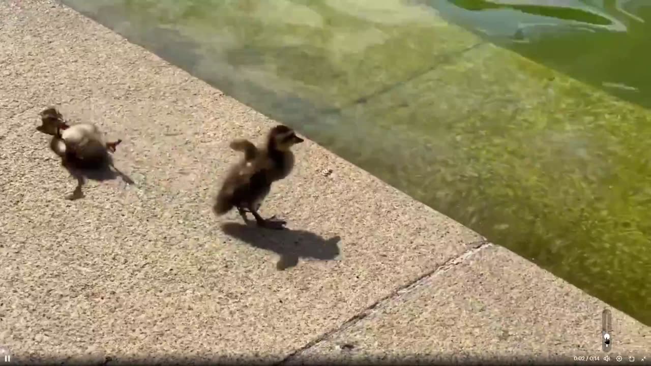 Mom to the rescue - The speed of mother rescuing her duckling