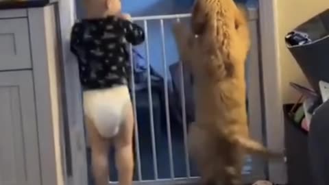 Funny video of a kid and a dog fighting video 2025 skc.com 68