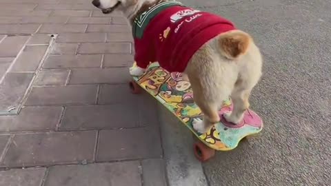 The puppy loves to skate down the stairs #dog #dogsoftiktok #doglover #corgi #funny #pet #smart