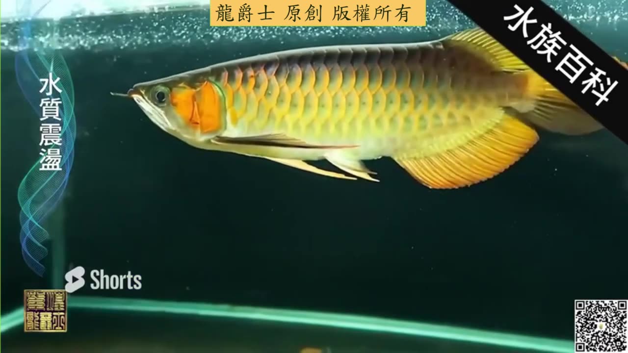 【龍爵士】水族百科 水質震盪