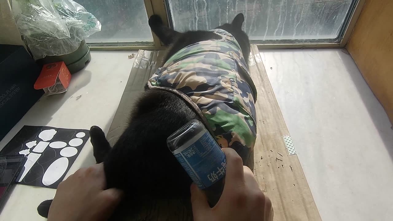 My pet cat vlog, his name is Heihei, 01/12, 2025, he is peaceful, #catvideo #asmr