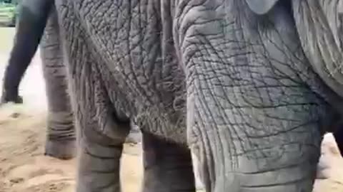 The 6-month-old elephant is very happy to play anything 🤣🥰