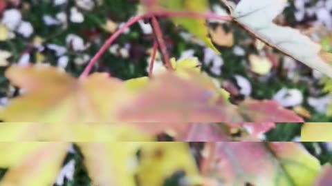 Fall Leaves🍁
