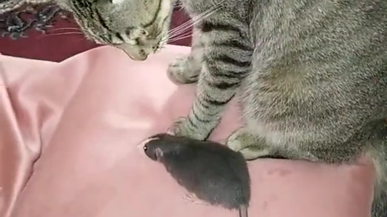 Rico the Cat and His Unusual Friendship