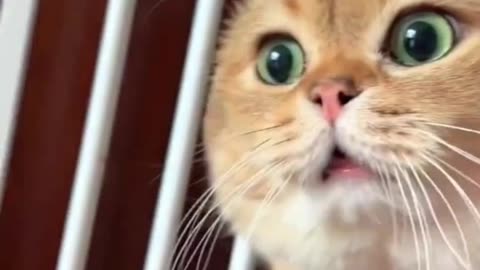 Sneaky Cats Plan the Ultimate Food Heist! 🐾🍲 | Hilarious Cat Shorts #cat #funny #memes #pets #kitty