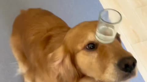 The golden retriever with ancestral secret skills is impressive enough!