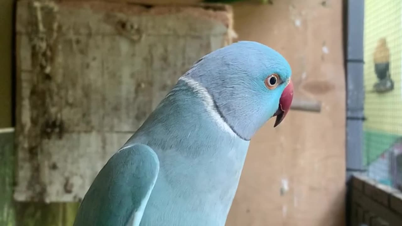 Blue Parrot in Cage #birds