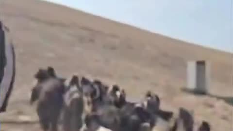Settlers attack the Bedouin community of Al-Hathrurah near Khan al-Ahmar