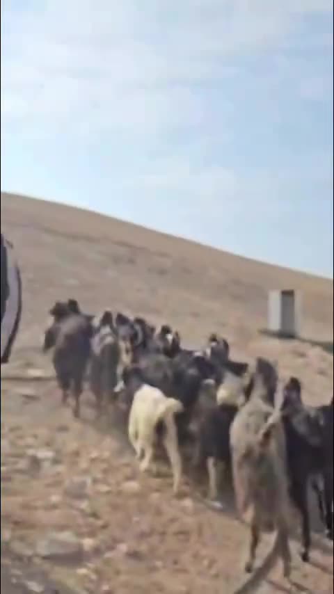 Settlers attack the Bedouin community of Al-Hathrurah near Khan al-Ahmar