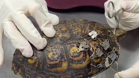 ✨🔧 Fixing a Turtle's Shell with an Innovative Method! | FeedMyCuriosity