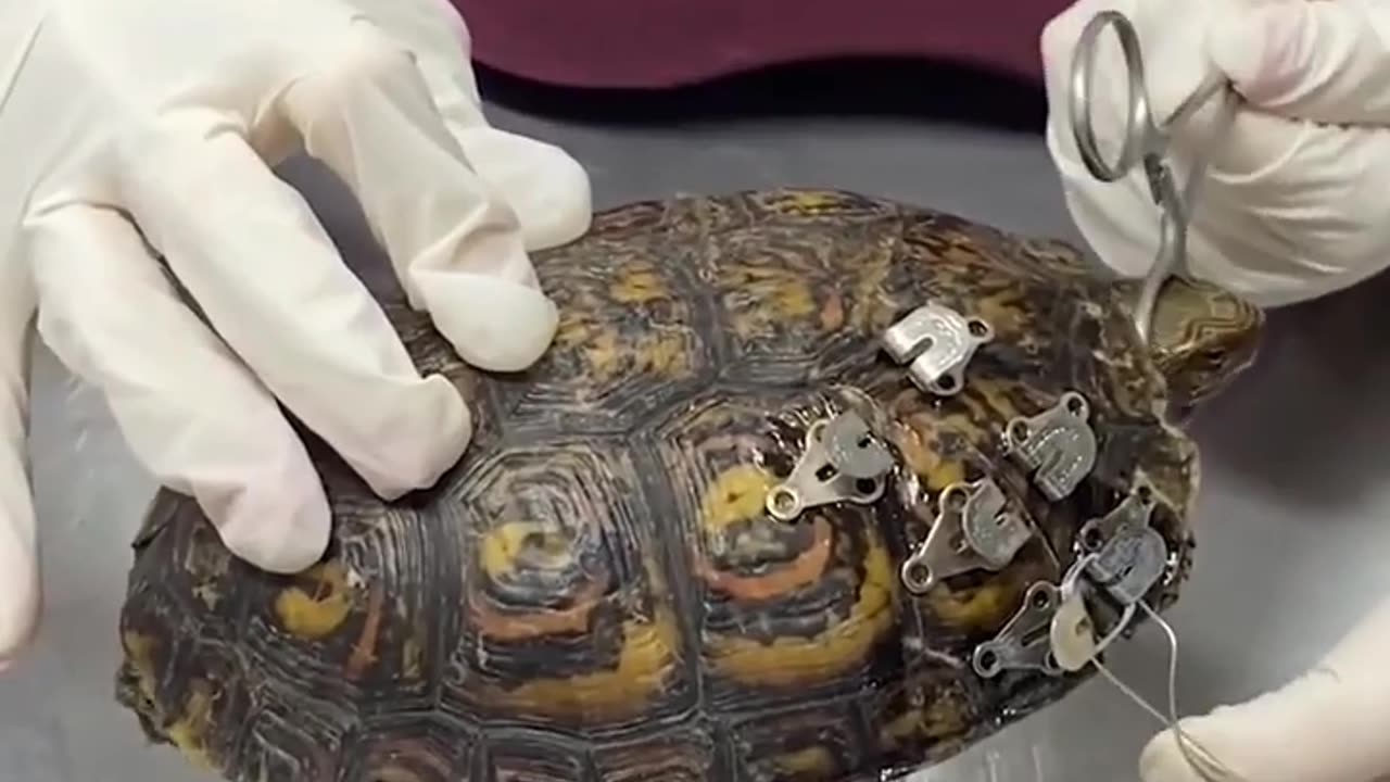 ✨🔧 Fixing a Turtle's Shell with an Innovative Method! | FeedMyCuriosity