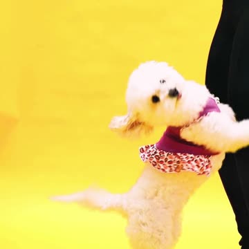 Animals like mischief, we love animals so much