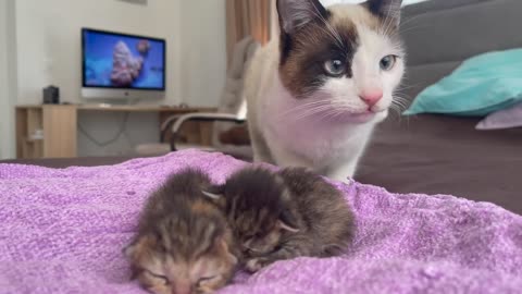 Cute Cat Reacts to Newborn Kittens for the First Time