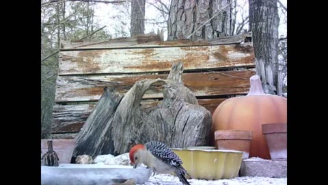 Southeast Texas Backyard Wildlife 135