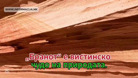 The Wave - Бранот