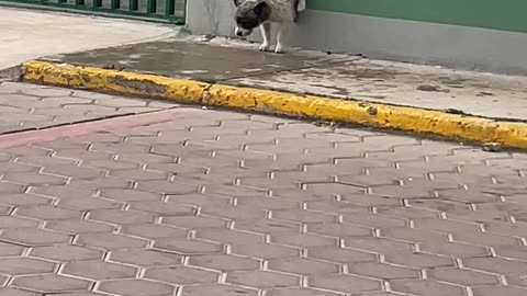 Dog Defies Gravity With Wall Excrement