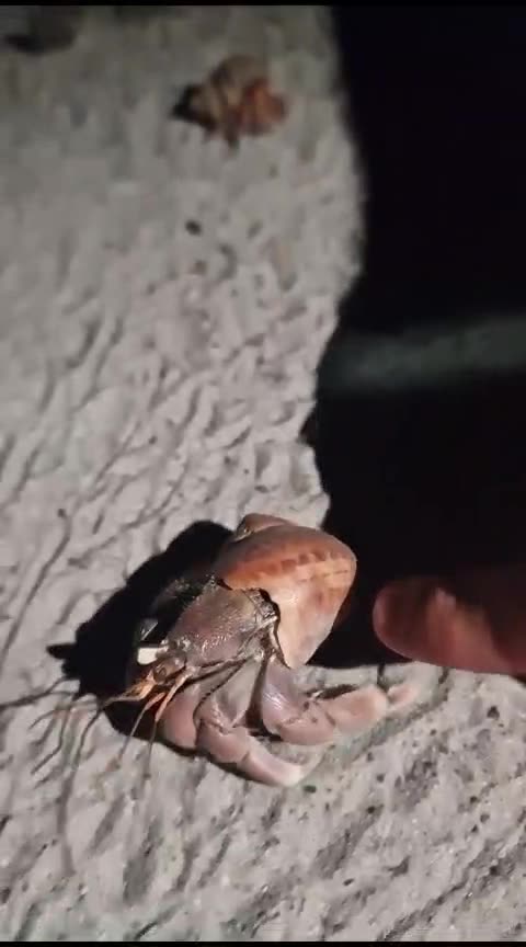 Making friends with the hermit crabs 🐚 #lovethailand