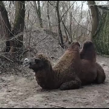 A camel found its way to our position