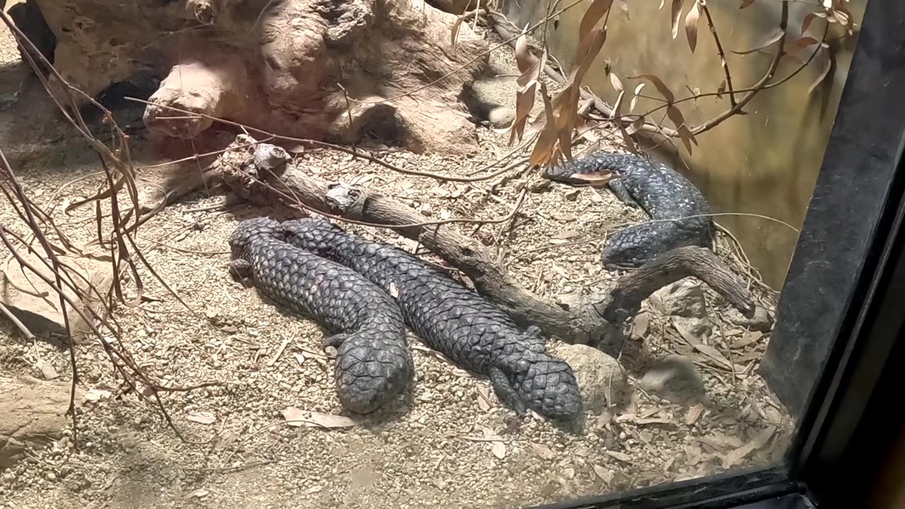 Shingleback Skink at the San Diego Zoo