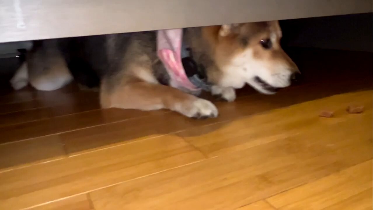 There’s a monster under the bed I don’t even know how she fit under there 😭. Had to lure her ou