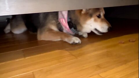 There’s a monster under the bed I don’t even know how she fit under there 😭. Had to lure her ou
