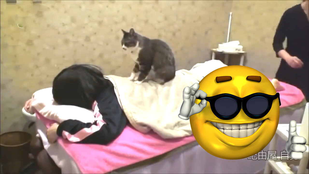 The cat masseur