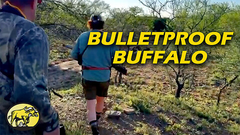 Why some Cape buffalo turn “bulletproof”: Adrenaline, anatomy, and smart hunting strategies