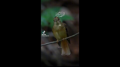 ص