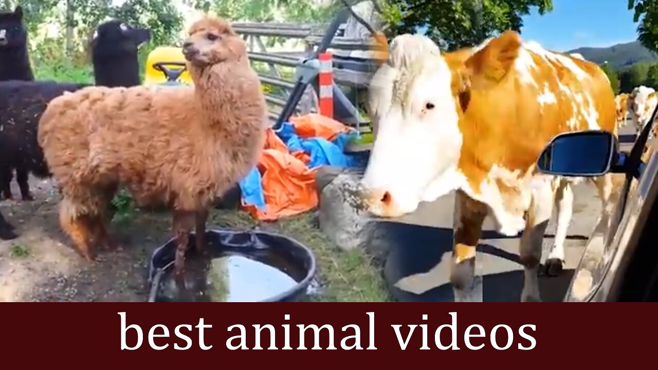 best animal videos