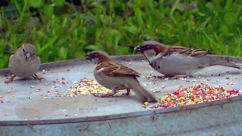 IECV NV #779 - House Sparrows Eating Seeds On The Old Wash Basin 4-1-2019
