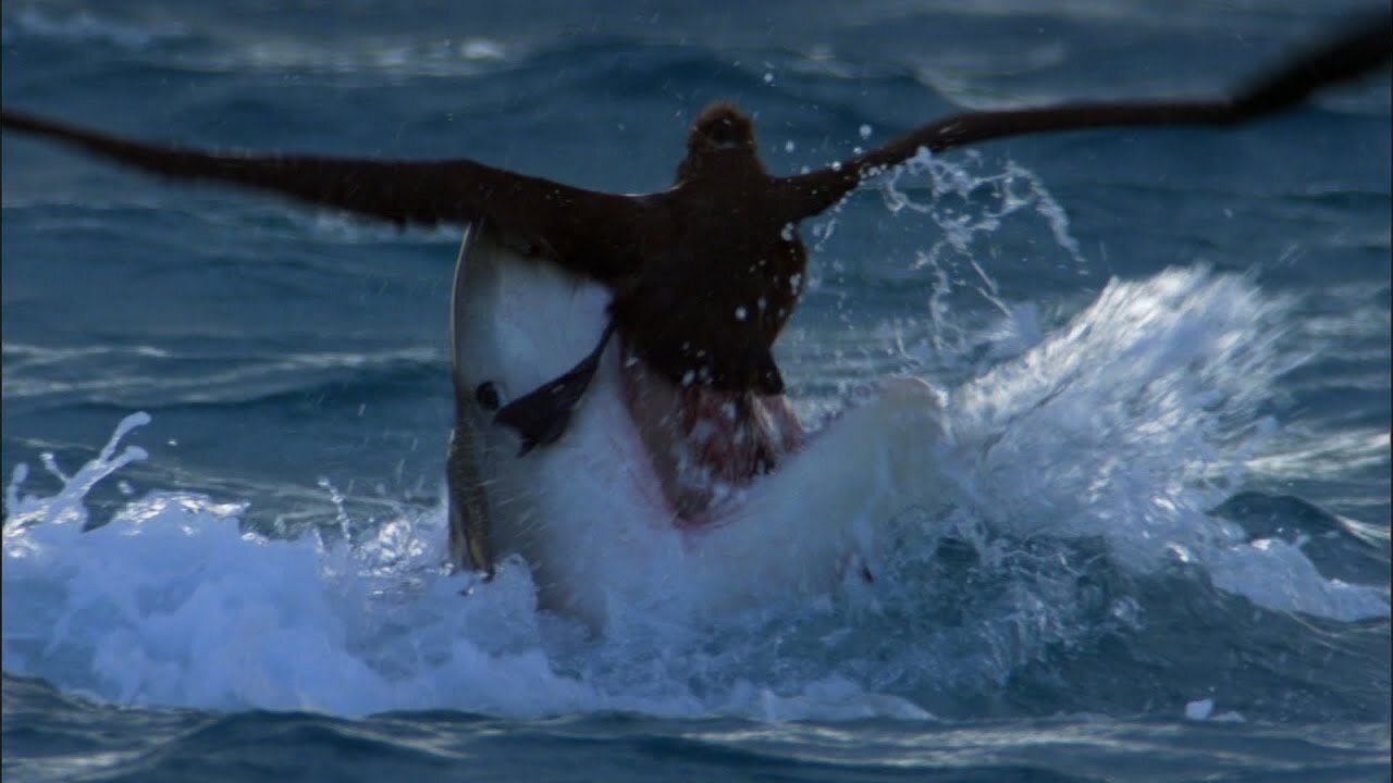 Tiger Shark Attack