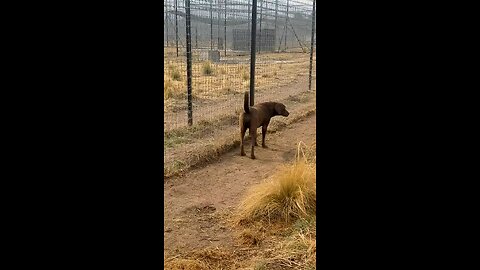 Lion Gives Smooches to Puppy's Paw! Lion Gives Smooches to Puppy's Paw!