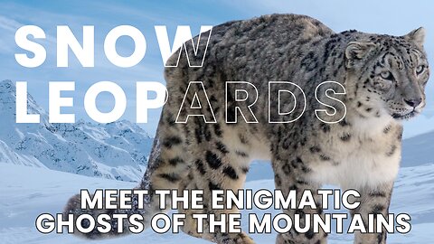 Snow Leopards: The Ghosts of the Mountains | Wildlife Facts