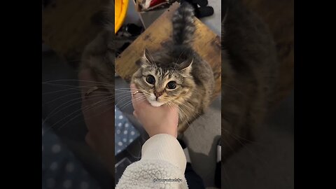 fUnny cats 😂